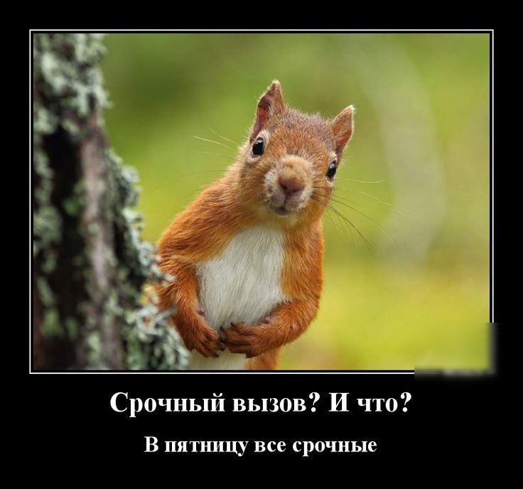 Срочный вызов И что В шппщу все срочные