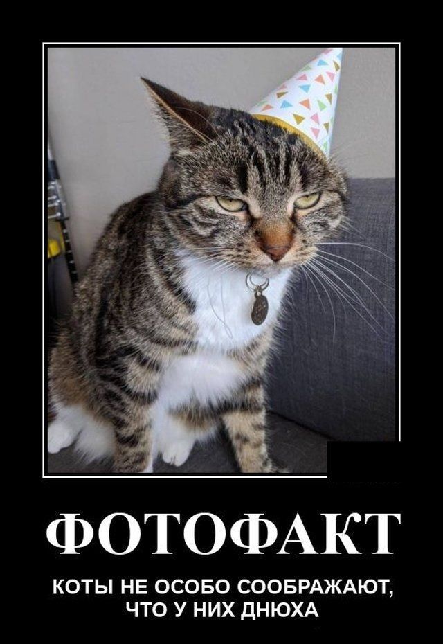 ФОТОФАКТ КОТЫ НЕ ОСОБО СООБРАЖАЮТ ЧТО У НИХ дНЮХА