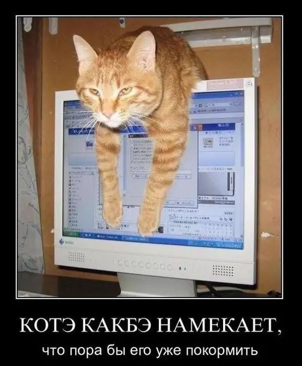 КОТЭ КАКБЭ НАМЕКАЕТ что пора бы его уже покормить