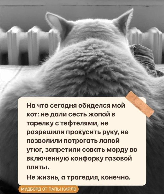 На что сегодня обиделся мой кот не дали сесть жопой в тарелку и тефтелями не разрешили прокусить руку не позволили по1рогшь лапой утюг запретили совать морду во включенную конфорку газовой плиты Не жизнь трагедия конечна ММД ш шло