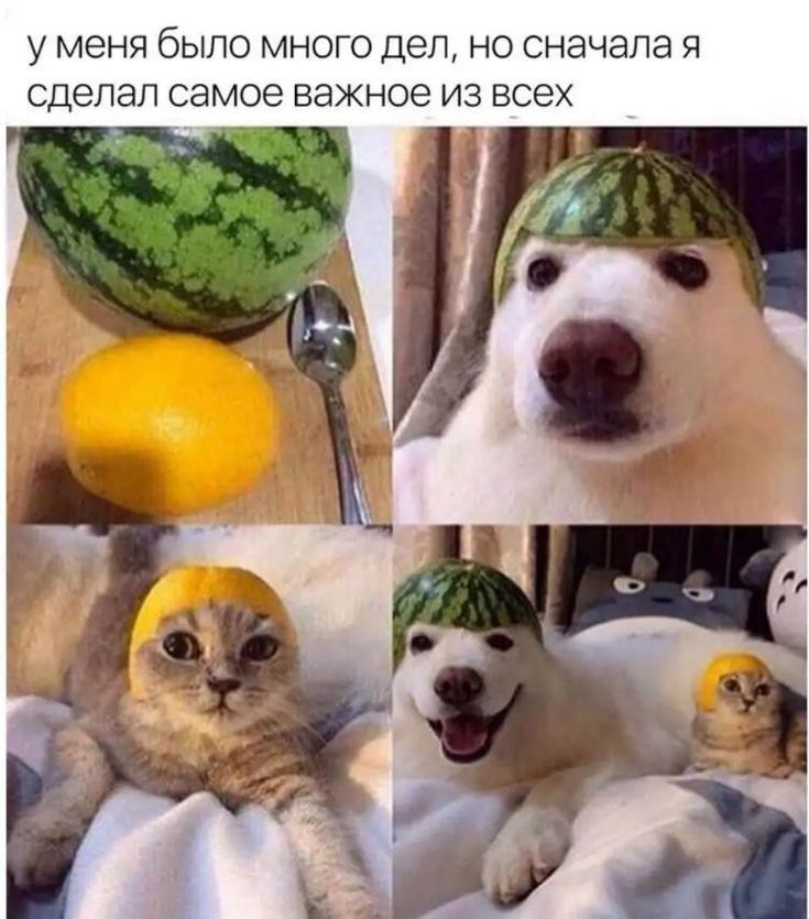 у МЕНЯ бЫПО МНОГО ДЕЛ НО СНЭЧЭПЭ Я сделал самое важное ИЗ ВСЕХ