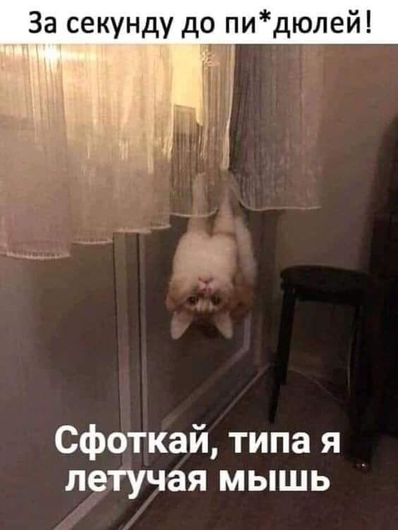 За секунду до пи дюлей Сфоткай типа я летучая мышь