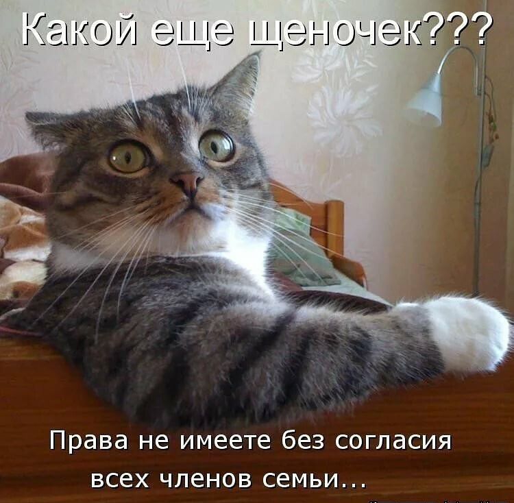 Права не имеете без согласия всех членов семьи м м