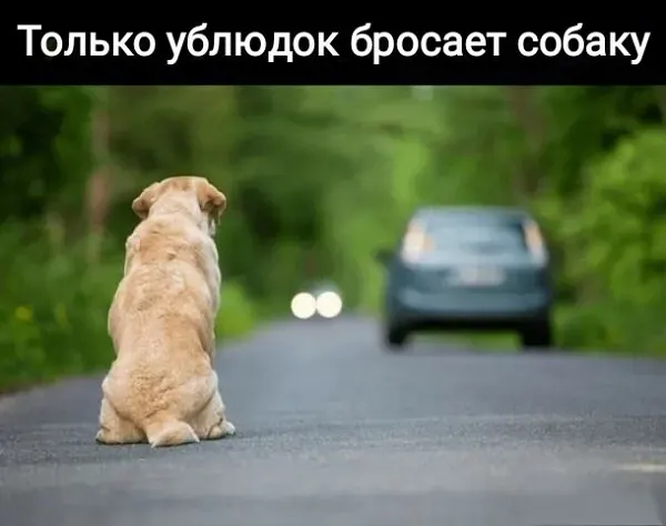 Только ублюдок бросает собаку В