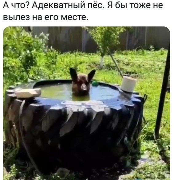 А что Адекватный пёс Я бы тоже не вылез на его месте