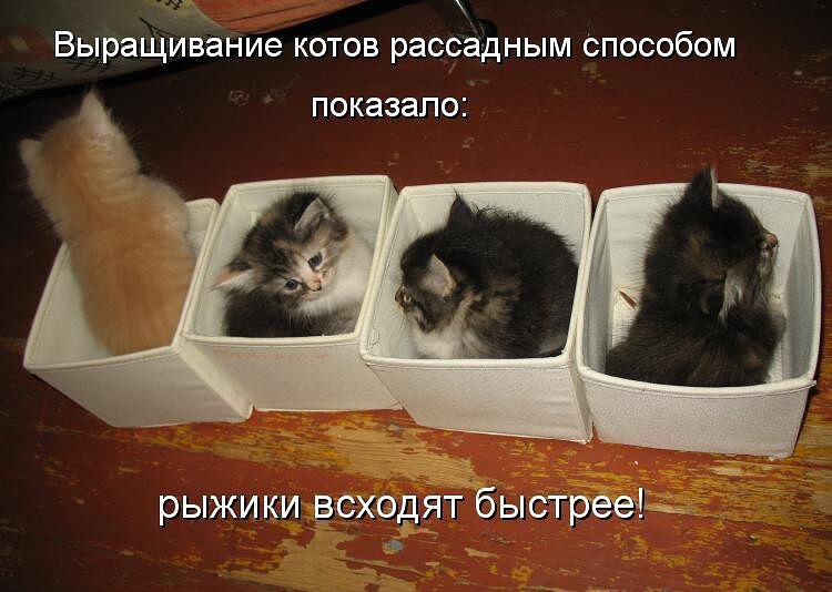 Выращивание котов рассадным способом показало рыжики всходят бьитгрееі
