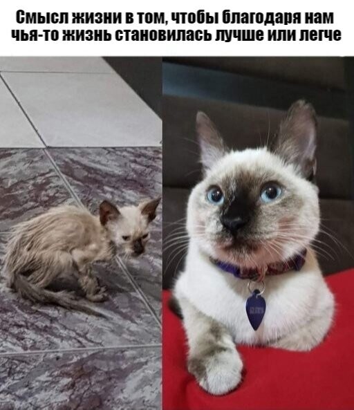 смысл жизни пом чтбы Ппаюдапп пам чья тп жизнь паипвилась лучше или пешв