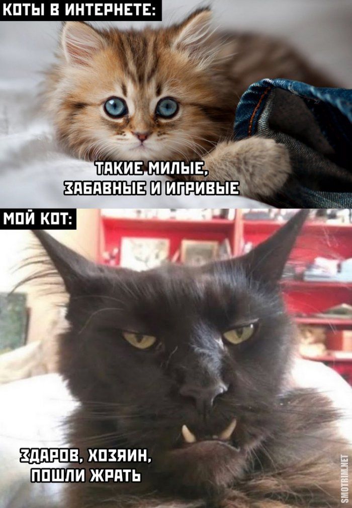 КПТЫ В ИНТЕРНЕТЕ ЗДПРПЕ ЖИЗНИ ППШПИ ЖРПТЬ