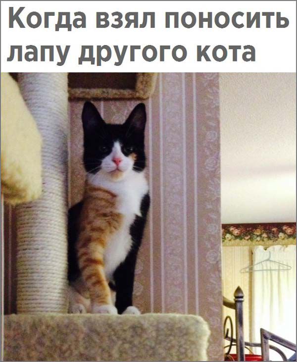 Когда ВЗЯЛ ПОНОСИТЬ