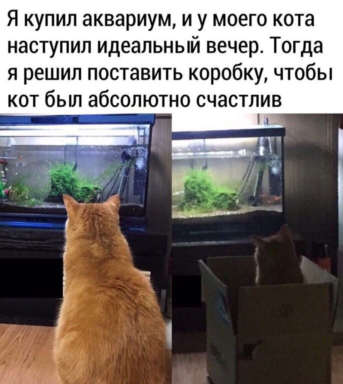 Я купил аквариум и у моего кота наступил идеальный вечер Тогда я решил поставить коробку чтобы кот был абсолютно счастлив