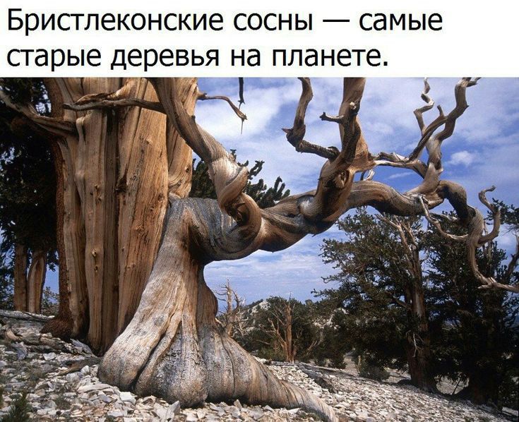 Брисгпеконские сосны самые сгарые деревья на планете