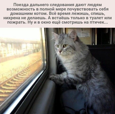 Поезда дальнего следования ддЮТ ЛЮДЯМ возможность в полной мере почувствовать себя домашним котом Все время лежишь спишь нихрена не делаешь А встаешь только в туалет или пожрать ну и в окно еще смотришь иа птичек