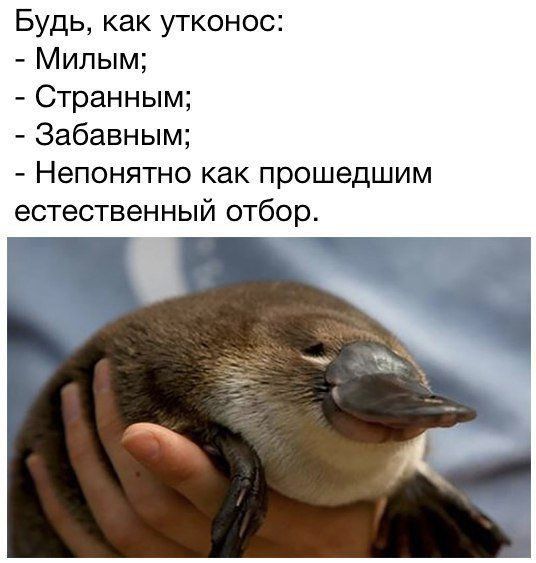 Будь как утконос Милым Странным Забавным Непонятно как прошедшим естественный отбор тт