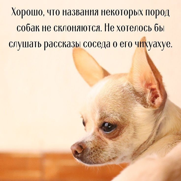 Хорошо что названия некоторых пород собак не склоняются Не хотелось бы скушать рассказы соседа 0 его чпхуахуе