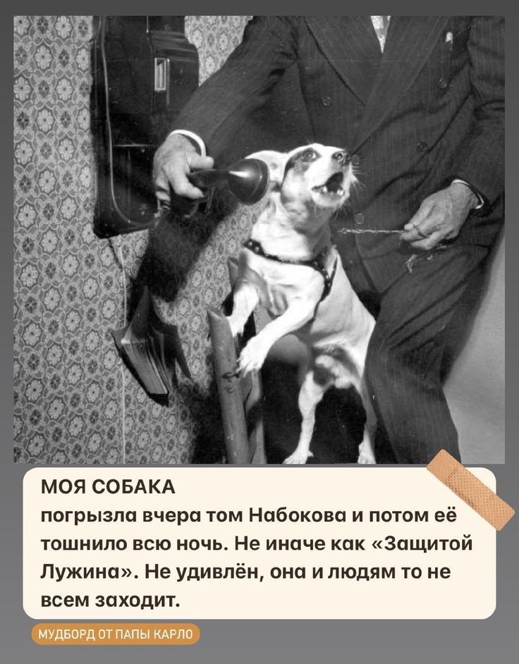 МОЯ СОБАКА погрызпп вчера том Набокова и потом её тошнило всю ночь Не иначе как Защитой Лужина Не удивлён она ипюдям то не всем шхпдит