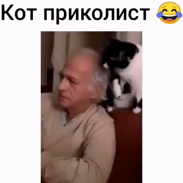 Кот приколист