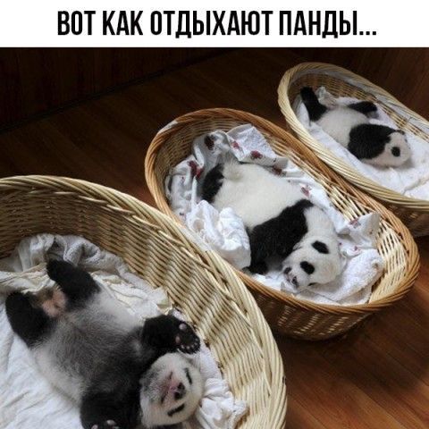 ВПТ КАК ОТДЫХАЮТ ПАНЦЫ