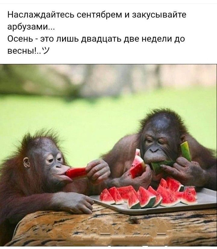 Наслаждайтесь сентябрем и закусывайте арбузами Осень _ это лишь двадцать две недели до весныУ