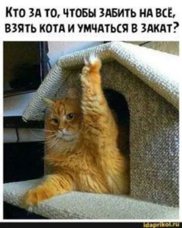 Кто зд то чтобы ЗАБИТЬ нд ВСЕ взять кот и умчдться в здкдт