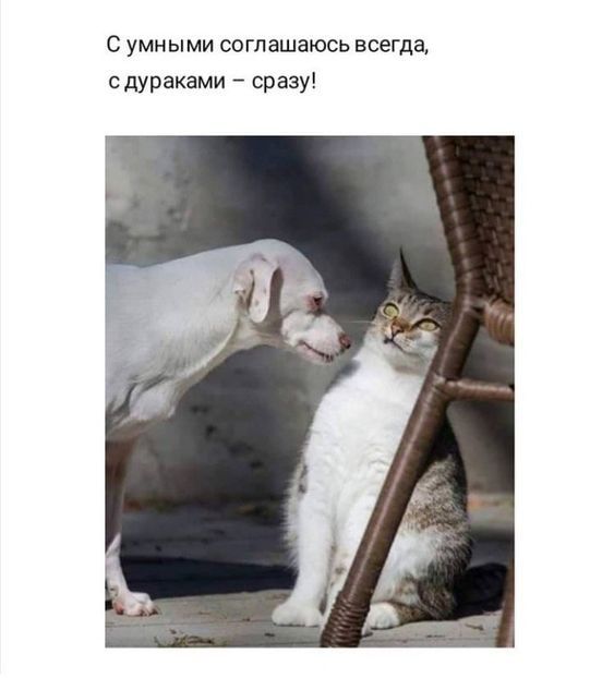 с умными соглашаюсь всегда сдураками сразу