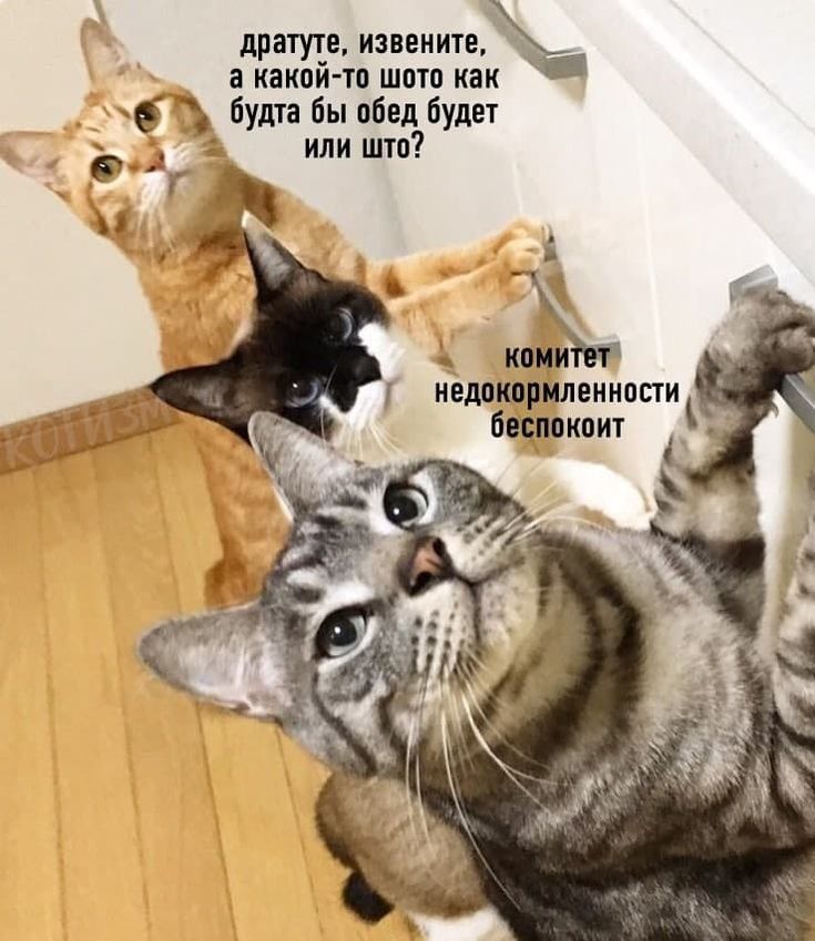 дате извените і какпй ТП ШШ ИЭИ С Буша Быпбвл будет ИЛИШШ А Х кии ишмшгииппи битком
