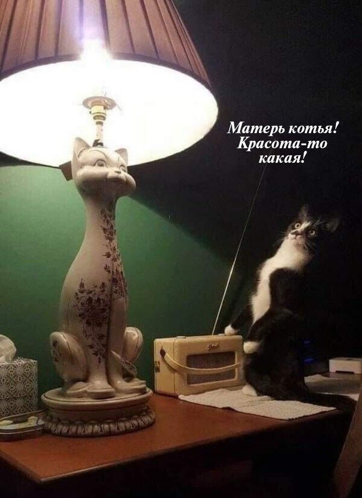 Матерь котья Красота то какая