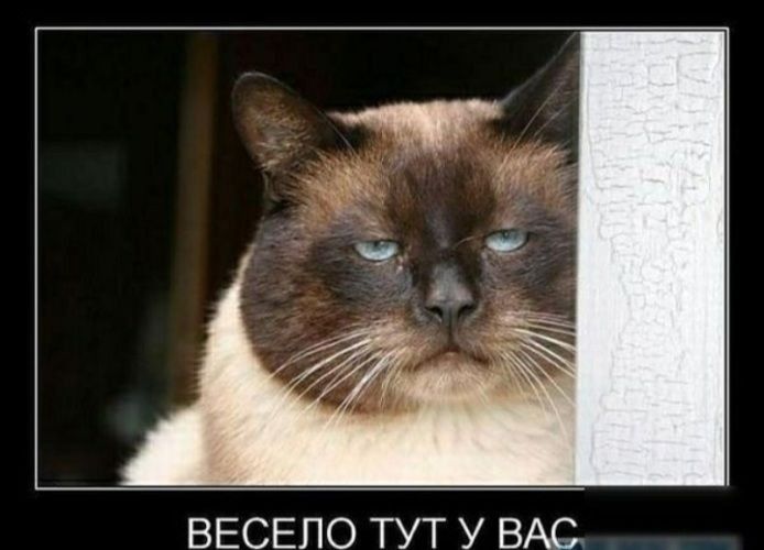 ВЕСЕПО ТУТ У ВАС