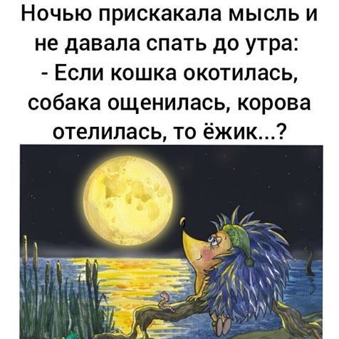 Ночью прискакала мысль и не давала спать до утра Если кошка окотилась собака ощенилась корова отелилась то ёжик