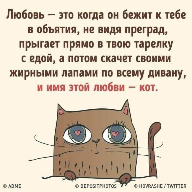 Любовь это когда он бежит к тебе в объятия не видя преград прыгает прямо в твою тарелку едой а потом скачет своими жирными папами по всему дивану и имя этой любви кот Авис пврпыггипгпз пшиіиЕтти