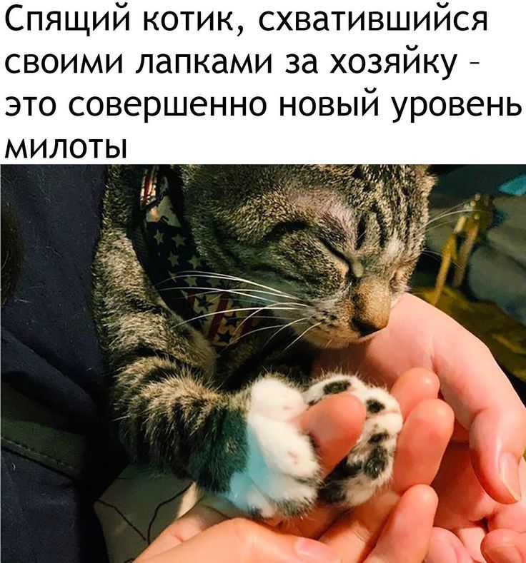 Спящий котик схватившийся своими лапками за хозяйку это совершенно новый уровень МИЛОТЫ