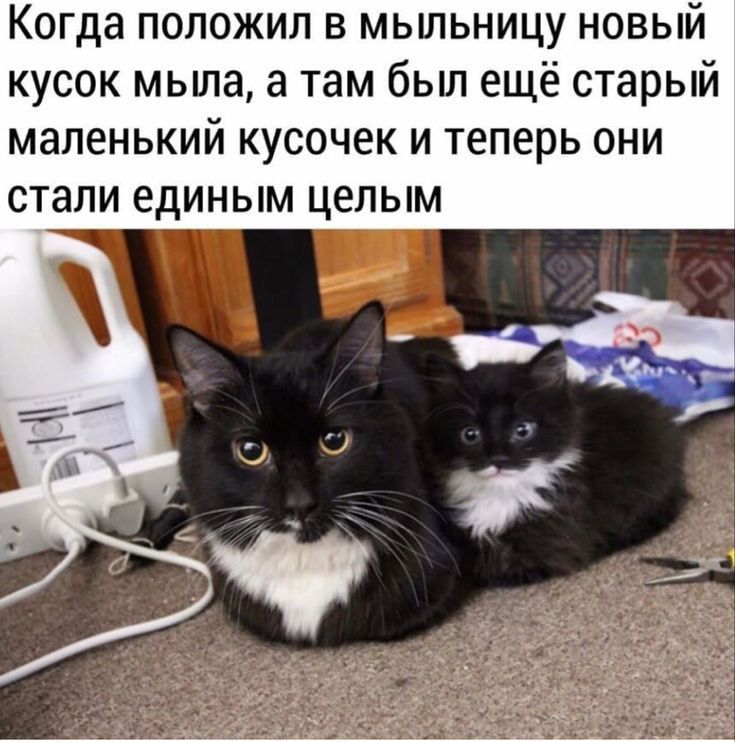 Когда положил в мьшьницу новый кусок мьша а там был ещё старый маленький кусочек и теперь они стали ЕДИНЫМ ЦЕПЫМ