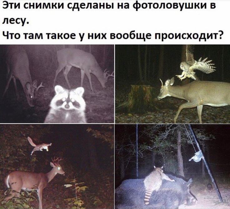 Эти снимки сделаны на фотоловушки в лесу Что там такое у них вообще происходит