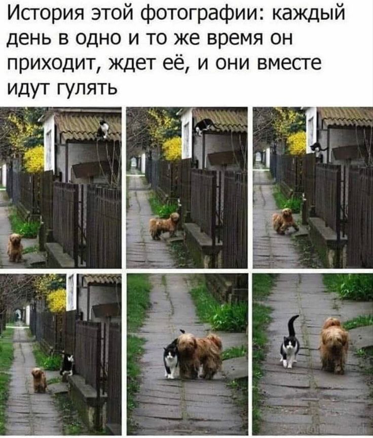 Исгория этой фотографии каждый день в одно и то же время он приходит ждет её и они вмесге идут гулять