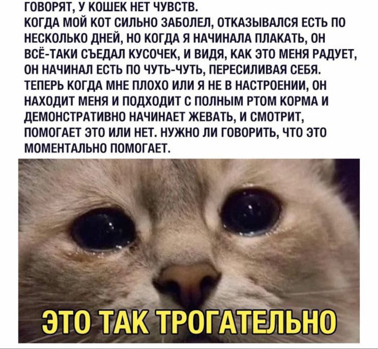 ГОВОРЯТу У КОШЕК НЕТ ЧУВСТВ кпгдл мпй КШ сильнп Авппш откмывдлся есть по иьсколько днЕй ип когдл я ндчииллд ппдкпь пи ВСЕ ТАКИ съ КУСВЧЕКу И ВИИЯу КАК ЭТО МЕНЯ РАДУЕТ он мчит Есть по чуть чуть ПЕРЕСИПИВАП СЕБЯ ТЕПЕРЬ кпгдд мне плпхп или я Е в испании он идходит МЕНЯ и ппдходит полным гтм КОРМА и дЕМПНОТРАТИВКП НАЧИНАЕТ ЖЕВАТЬ И СМОТРИЪ помогли это или на нужип ли говорить что это мпмкнтдльно помпг