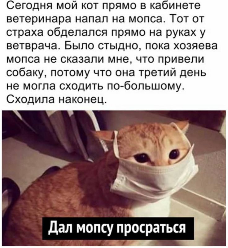 Сегодня мой кот прямо в кабинете ветеринара напал на мопса ТСП ОТ страха обделапся прямо на руках у ветврача БЫЛО СТЫДНО пока хозяева мопса не сказали мне что привели собаку потому что она третий день не могла сходить по бопьшому Сходипа наконец дал мопсу просраться