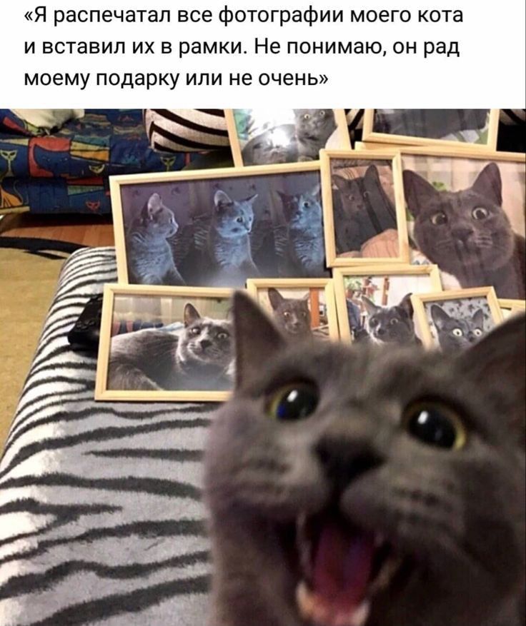 Я распечатал все Фотографии моего кота и вставил их в рамки Не понимаю он рад моему подарку или не очень