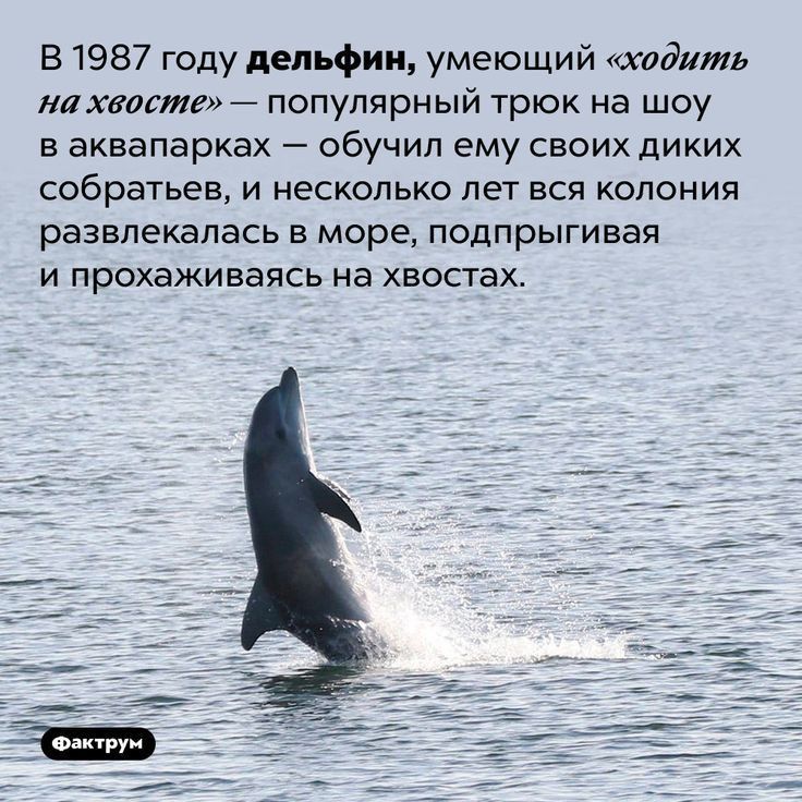 В 1987 году дельфин умеющий хвдить нажмете популярный трюк на шоу в аквапарках обучил ему своих диких собратьев И НЕСКОЛЬКО ЛЕТ ВСЯ КОПОНИЯ развлекалась в море подпрыгивая и прохаживаясь на хвостах