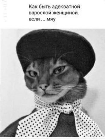Как бьпь адекватном взрослой женщинам если мяу
