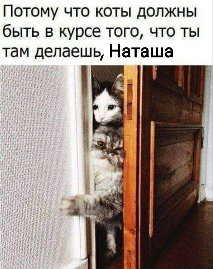 ПОТОМУ ЧТО КОТЫ ДОЛЖНЫ быть в курсе того что ты там делаешь Наташа