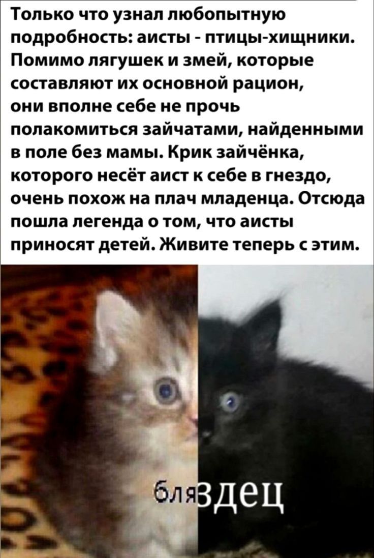 Только что узнал любопытную подробность аисты птицы хищники Помимо лягушек и змей которые составляют их основной рацион ОНИ ВПОПИЕ себе не ПРОЧЬ ПОПЗКОМИТЬСЯ зай татами найденными в попе без мамы Крик айчёнка которого несёт аист к себе в гнездо очень похож на плач младенца ОТСЮДВ пошла ЛЕГЕИДЗ О ТОМ ЧТО ЗИСТЫ ПРИНОСЯТ детей Живите ТЕПЕРЬ С ЭТИМ