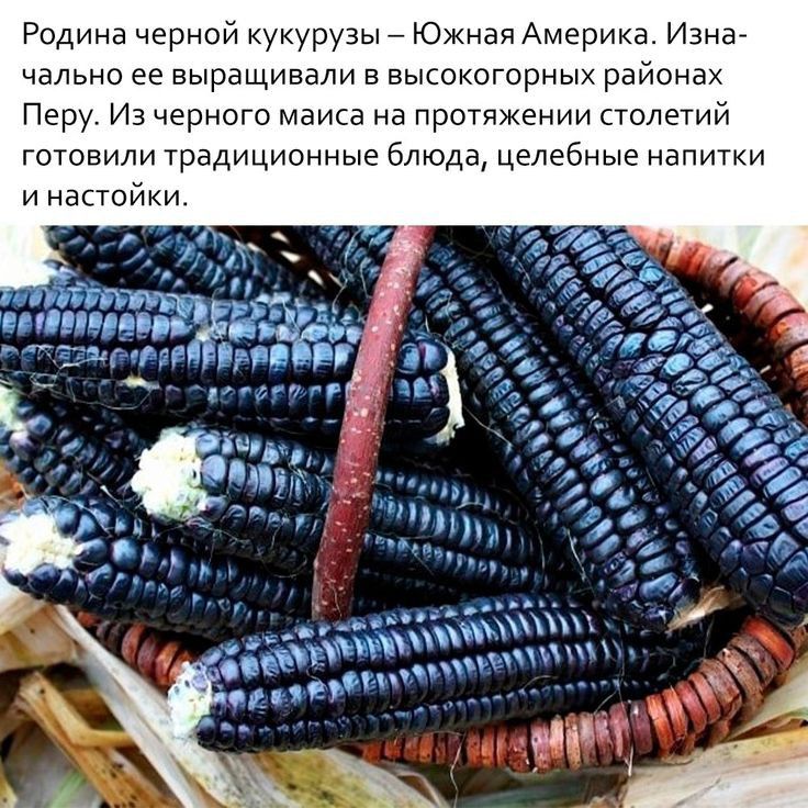 Родина черной кукурузы _ Южная Америка Изна чально ее выращивали в высокогорных районах Перу И Чермет маиса на протяжении столетий готовили традиционные блюда целебные напитки и настой