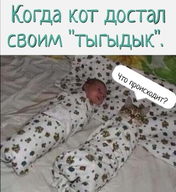 Когда кот достал своим тыгыдык