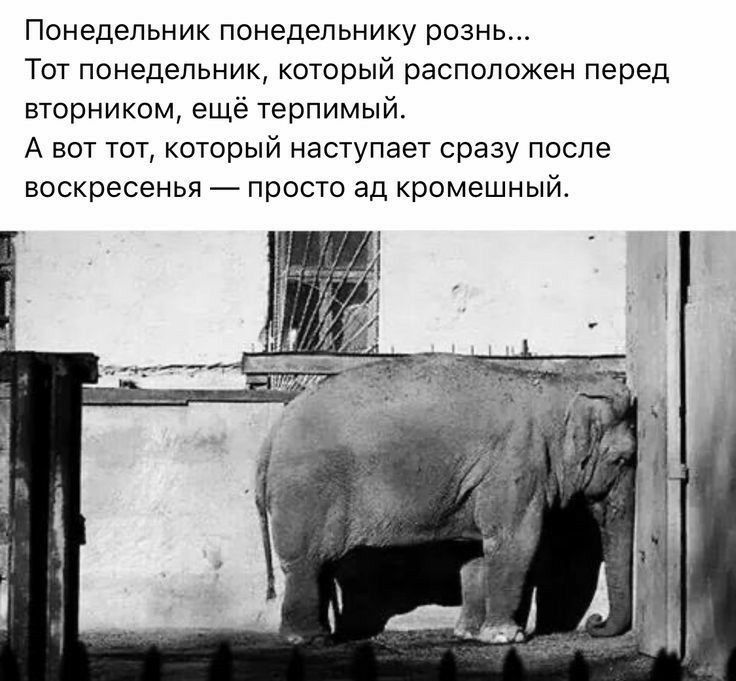 Понедельник понедельнику рознь Тот понедельник который расположен перед вторником еще терпимый А вот тот который наступает сразу после воскресенья пооото ад кромешный