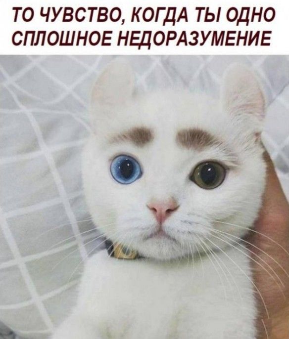 ТО ЧУВСТВО КОГДА ТЫ ОДНО СПЛОШНОЕ НБЦОРАЗУМЕНИЕ ё _ о __1 _ _