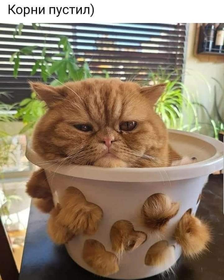 Корни пустил
