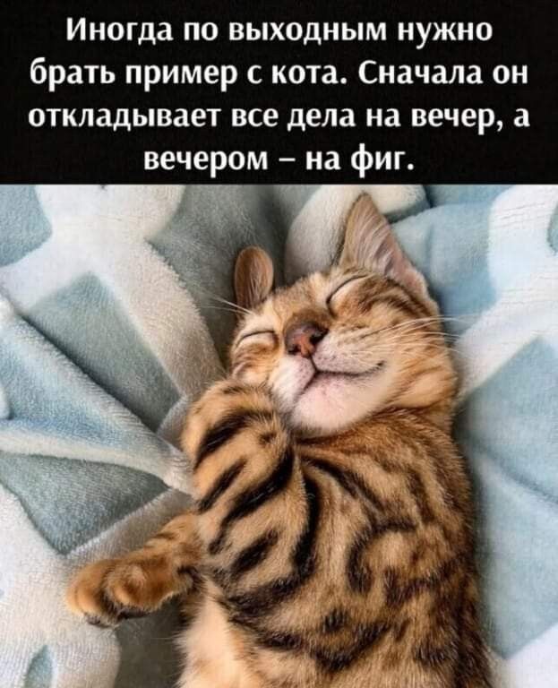 Иногда по выходным нужно брать пример с кота Сначала он откладывает все дела на вечер а вечером на фиг