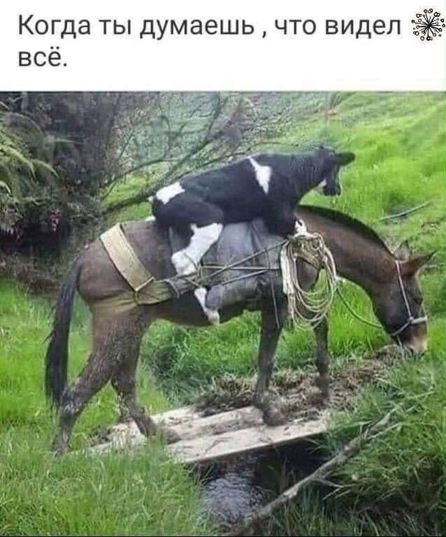 Когда ты думаешь что видел всё