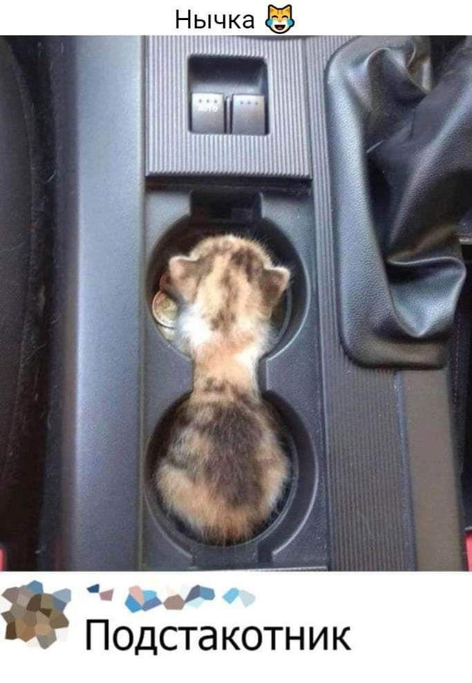 Подста котник