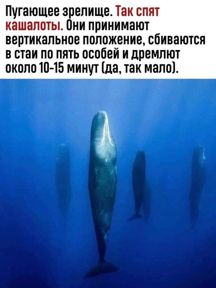 Пугающее зрелище Тан спят иашапоты Они принимают вертикальное положение сбиваются в стаи по пять особей и дремлют около 10 15 минут да так мало