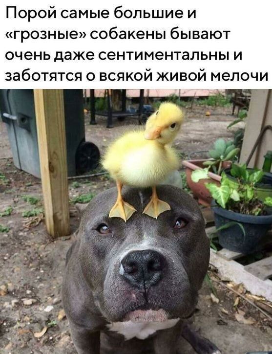 Порой самые большие и грозные собакены бывают очень даже сентиментальны и заботятся о всякой живой мелочи